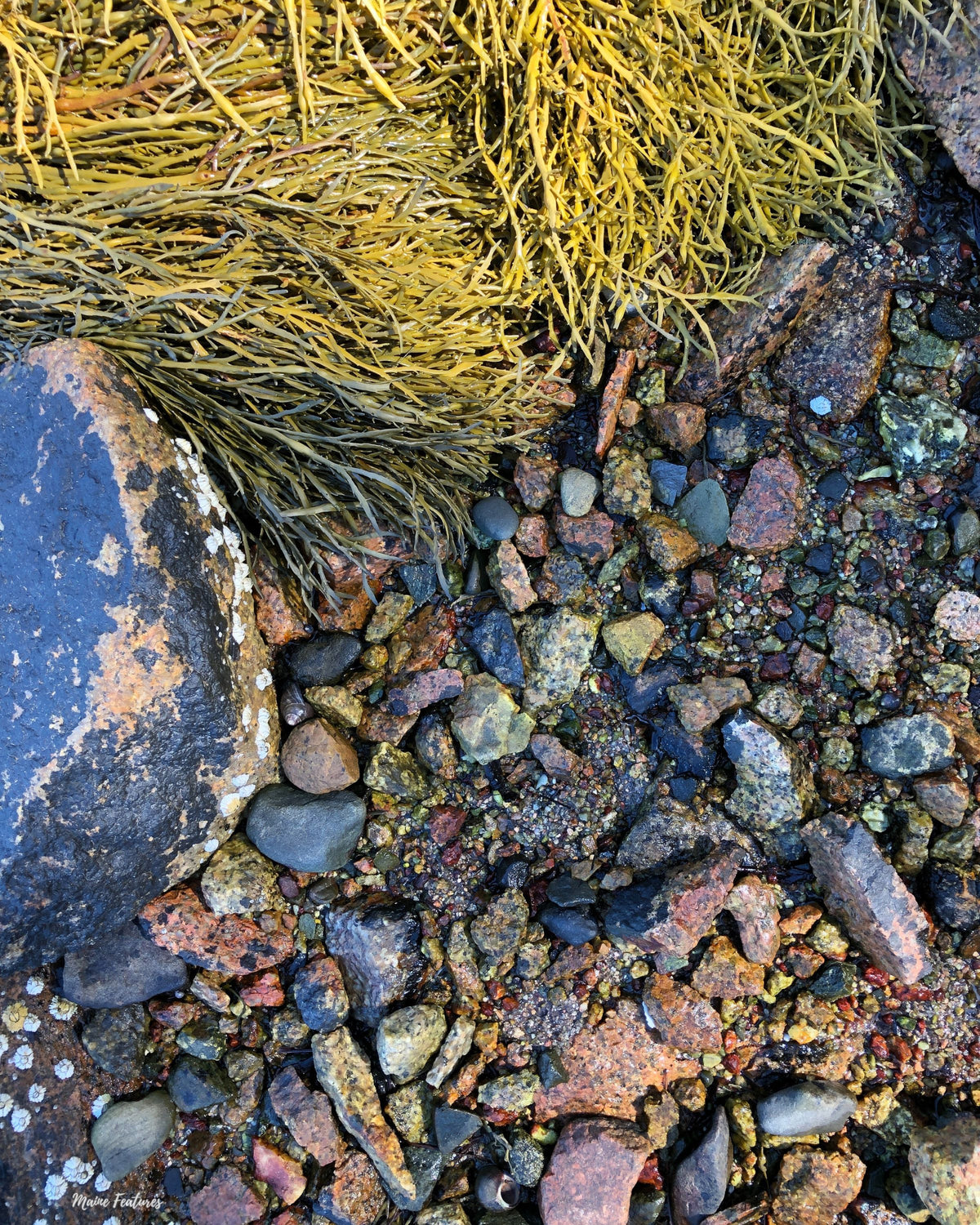"Maine Coast Up-Close" Print (no frame)
