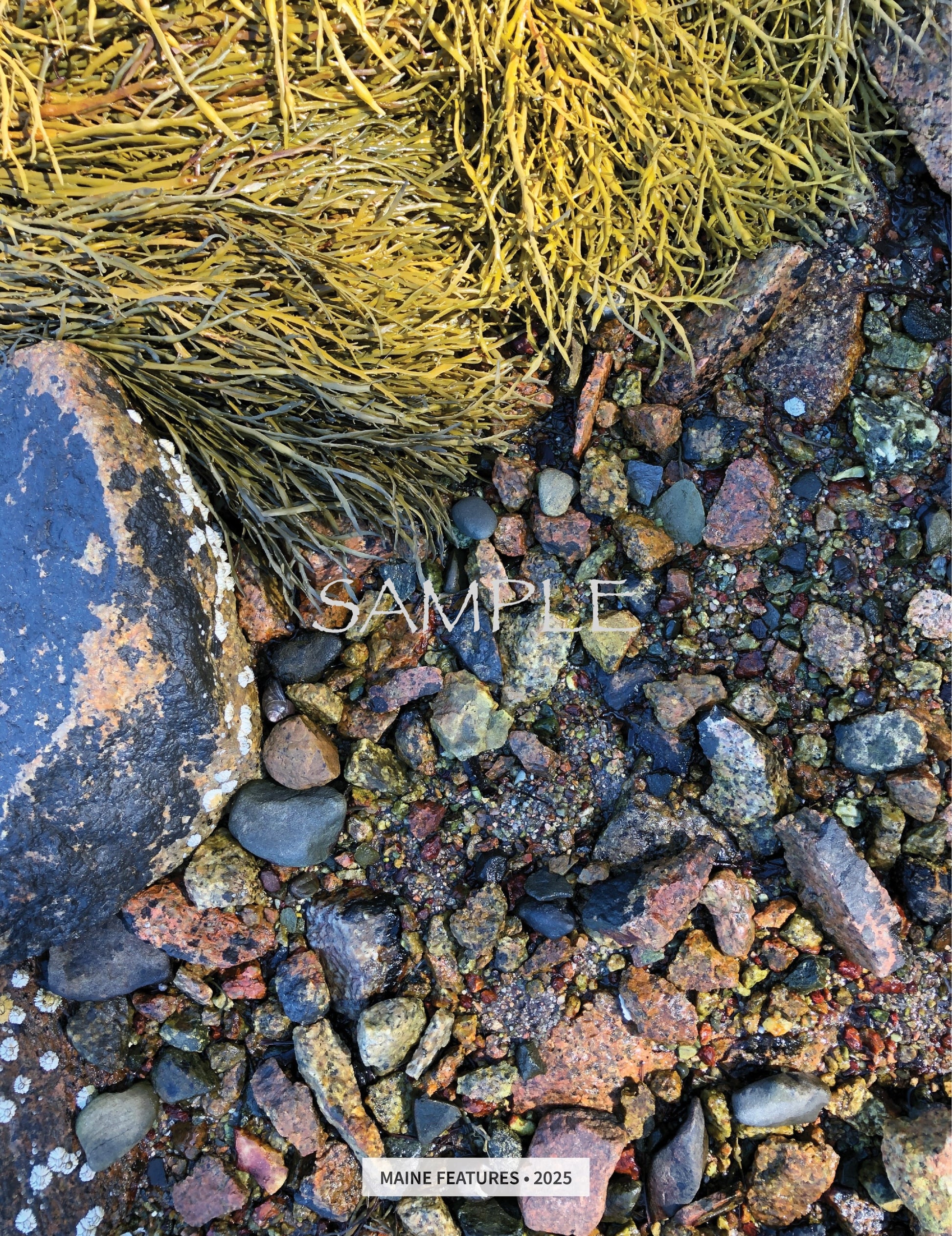 An up-close photo of pebbles and seaweed from Maine Coast.